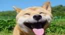 歡笑時刻